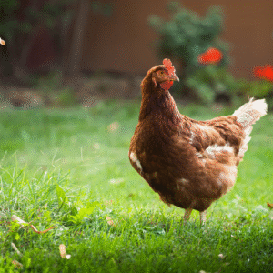 Chicken