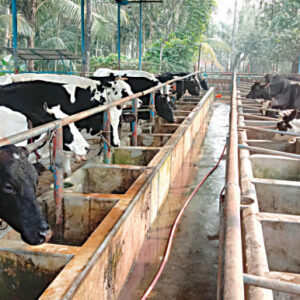 Dairy